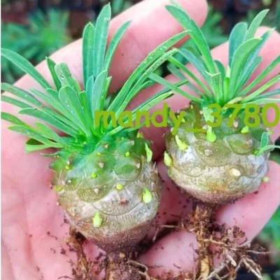 10pcs 2CM Cactus Plant Euphorbia Fischeriana Succulent Plant Home Garden