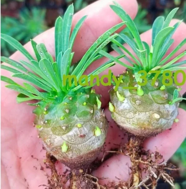 10pcs 2CM Cactus Plant Euphorbia Fischeriana Succulent Plant Home Garden