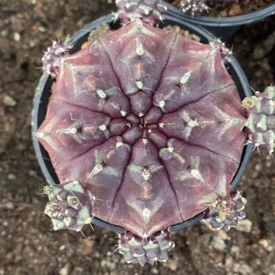 Rarecactus plant Gymnocalycium mihanovichii Day dream Home Bonsai Decor 6-7CM