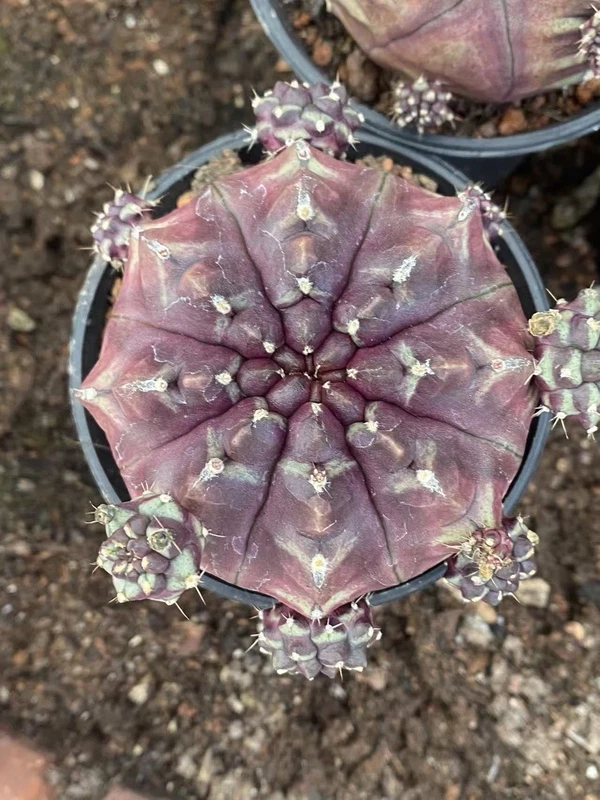 Rarecactus plant Gymnocalycium mihanovichii Day dream Home Bonsai Decor 6-7CM