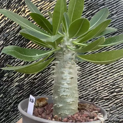 Pachypodium brevicaule × densiflorum Raresucculent plants Hybird WYSIWYG K33