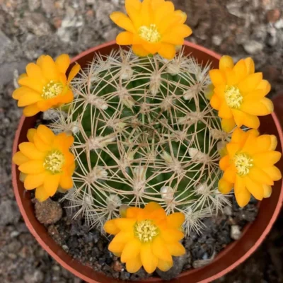 2PCS RareSucculent Plant Rebutia neocumingii OwnRoot Garden Decor Boutique