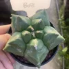 Astrophytum myriostygma 'Kikko' Seedgrown Raresuculents plants WYSIWYG #B08