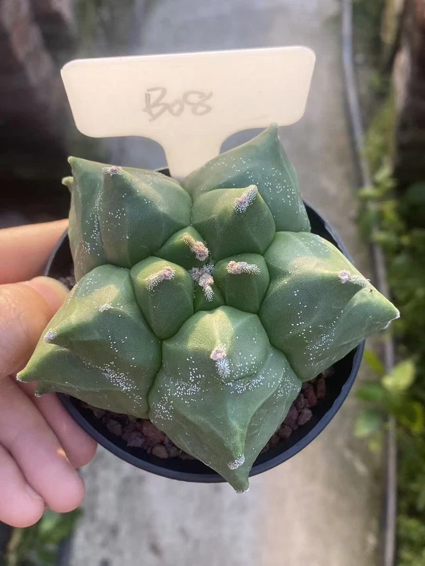 Astrophytum myriostygma 'Kikko' Seedgrown Raresuculents plants WYSIWYG #B08