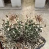 Multi Heads Turbinicarpus Succulent Plant seedgrowth WYSIWYG 10.28-1