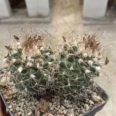 Multi Heads Turbinicarpus Succulent Plant seedgrowth WYSIWYG 10.28-1