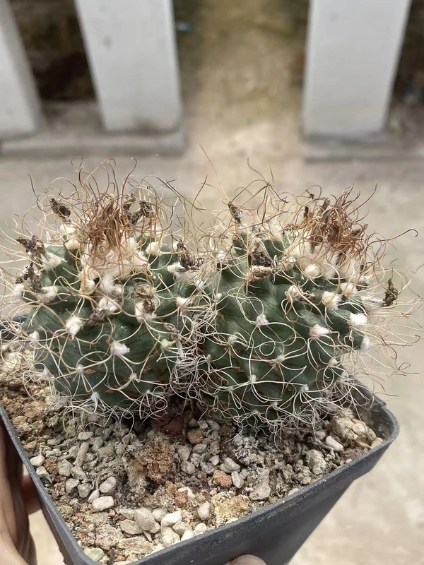 Multi Heads Turbinicarpus Succulent Plant seedgrowth WYSIWYG 10.28-1