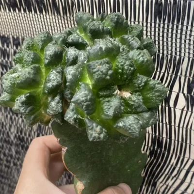 Multi Heads Ariocarpus retusus Succulents plant A·retusus CactusGrafted WYSIWYG7