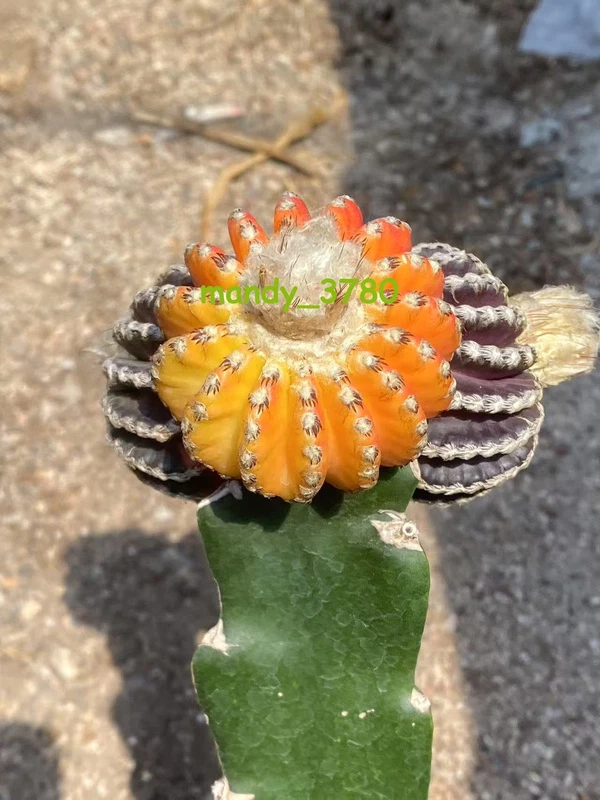 Multi Heads Discocactus horstii variegated RareSucculent cactus Plant WYSIWYG