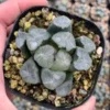 RareSucculents Haworthia Maughanii Jade Dragon Garden Décor Boutique 4CM