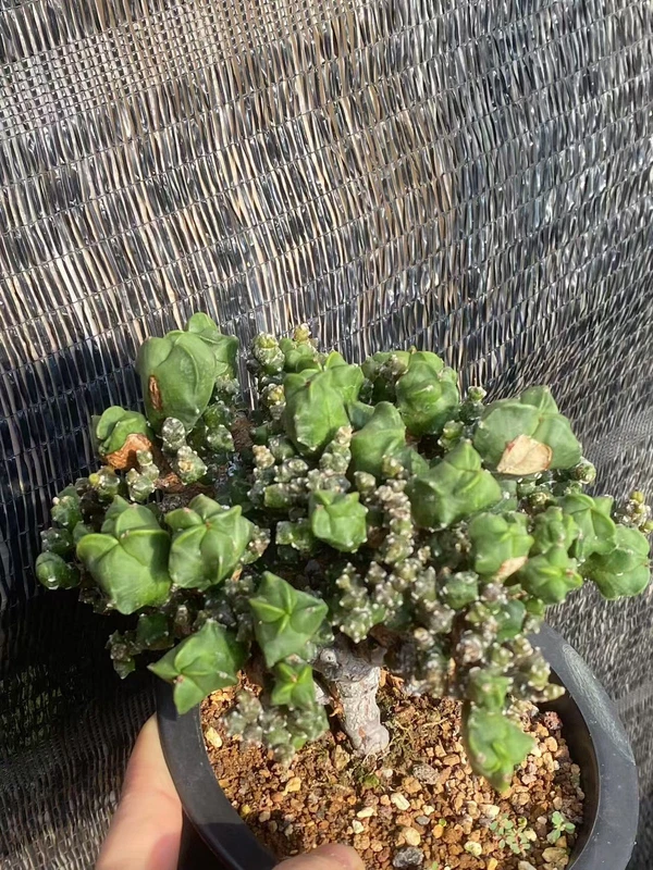 RareSucculent Plant Astrophytum myriostigma var. column Monstata WYSIWYG