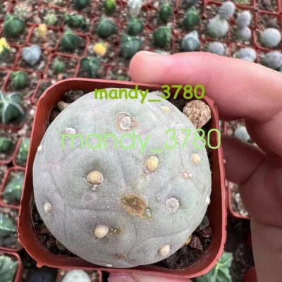 2PCS RareSucculent Plant Tephrocactus geometricus Garden Décor SelfRooted 3CM