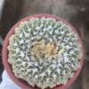 9.8CM Ariocarpus kotschoubeyanus v. elephantidens cristata seedgrowth WYSIWYG