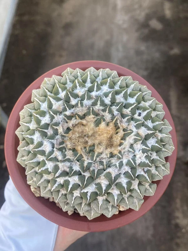 9.8CM Ariocarpus kotschoubeyanus v. elephantidens cristata seedgrowth WYSIWYG