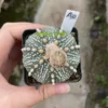 Succulent Plant Astrophytum asterias Seedgrown WYSIWYG Unique #A32