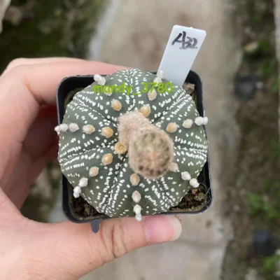Succulent Plant Astrophytum asterias Seedgrown WYSIWYG Unique #A32
