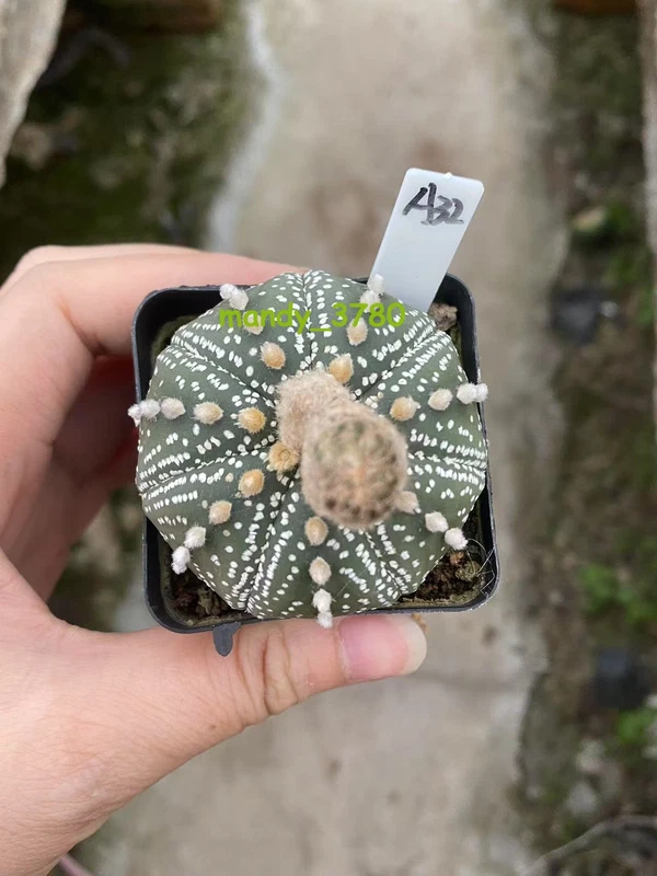 Succulent Plant Astrophytum asterias Seedgrown WYSIWYG Unique #A32