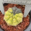 RareSucculent Plant Gymnocalycium quehlianum variegated seedgrowth WYSIWYG