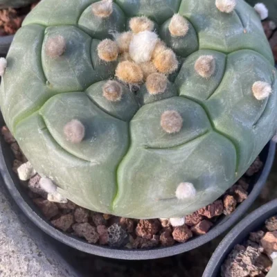 Astrophytum asterias Primitive succulent plants seedgrowth WYSIWYG 7.4-1