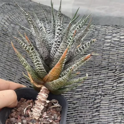 Haworthia Concolor Haworthia Plant WYSIWYG Succulent Garden Décor Boutique