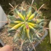Ferocactus horridus brevispinus variegated RareSucculent seedgrowth WYSIWYG