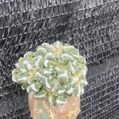 Multi Heads Ariocarpus kotschoubeyanus Succulent Plant A·retusus CactusWYSIWYG15