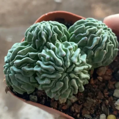 Multiple heads Tadpole Ball Male Sexy Rootless plants potted Home decoration