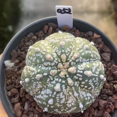 Astrophytum asterias seedgrowth cactus Succulents Boutique WYSIWYG 052#
