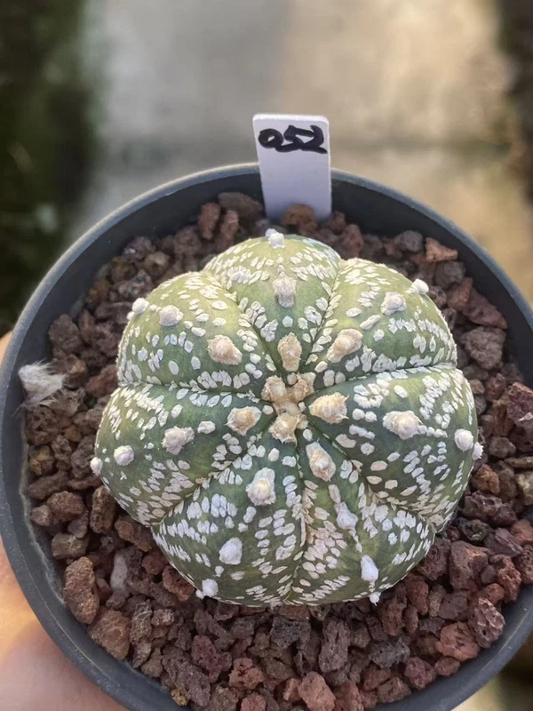 Astrophytum asterias seedgrowth cactus Succulents Boutique WYSIWYG 052#