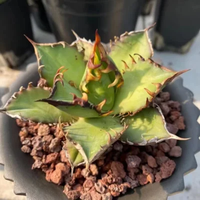 Agave"titanota red catwezzle" Succulent Titanota weazle Home Garden 7-9CM