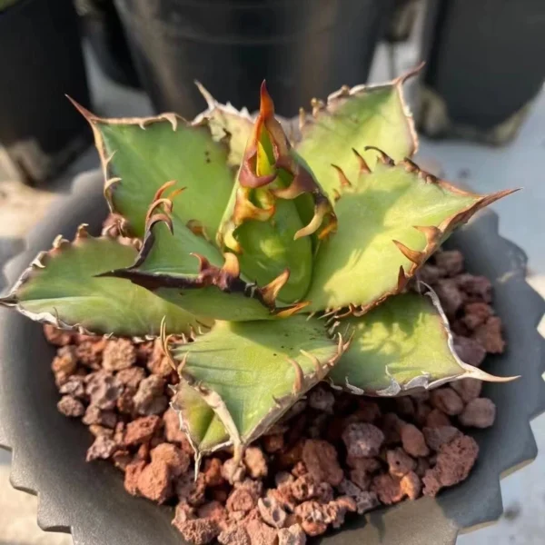 Agave"titanota red catwezzle" Succulent Titanota weazle Home Garden 7-9CM