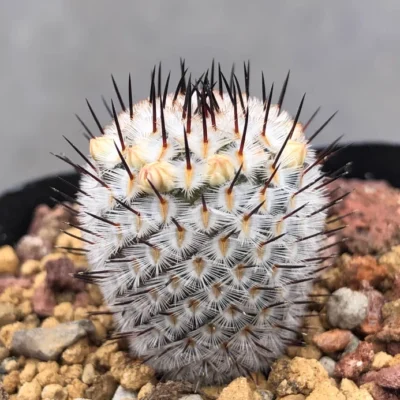 2PCS Mammillaria perezdelarosa v andersonii cactus seedgrowth 1.5-2CM