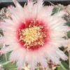 RareSucculent Plant Echinocactus texensis OwnRoot Garden Décor plants 8-9CM