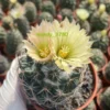 RareSucculent plant Coryphantha calipensis graden plants ownroot 6-7CM