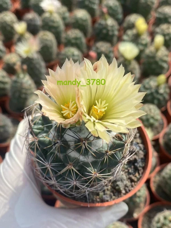 RareSucculent plant Coryphantha calipensis graden plants ownroot 6-7CM