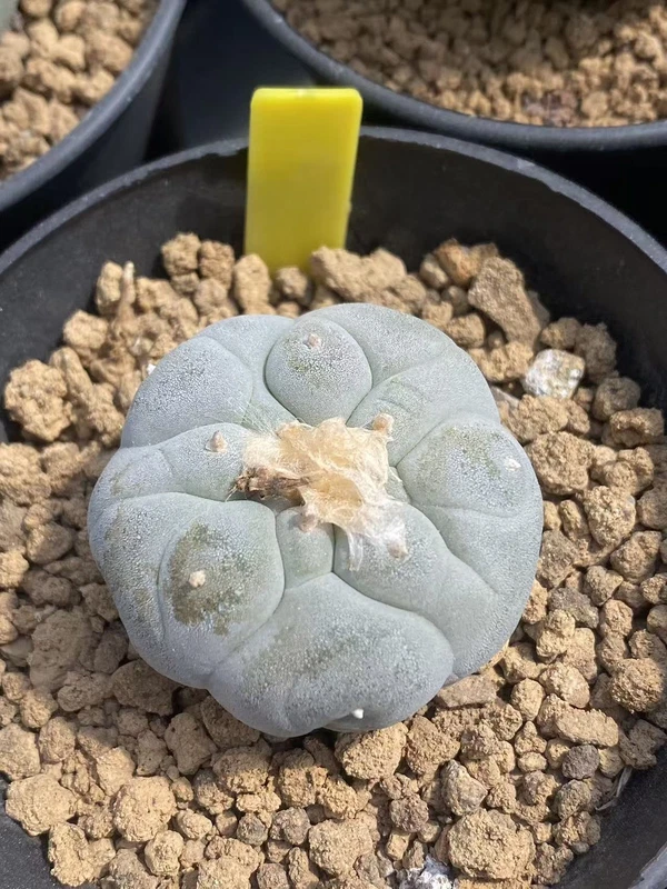 RareSucculent Plant LF Cactus seedgrowth Boutique Garden Decor WYSIWYG 10.14-11