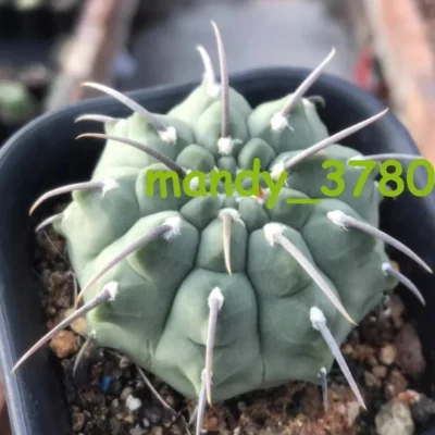 RareSucculent Plant Gymnocalycium vatteri ownroot Garden Décor Boutique