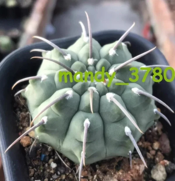 RareSucculent Plant Gymnocalycium vatteri ownroot Garden Décor Boutique