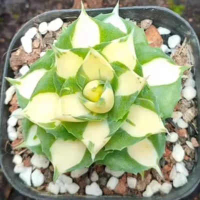 RareSucculent Plant Agave potatorum var. verschaffeltii 'Medio-picta' 6-8CM