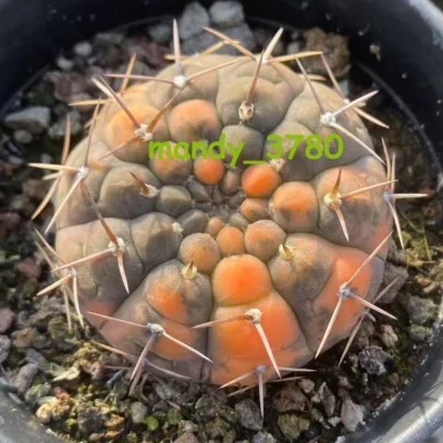 Gymnocalycium variegated Succulent Cacti Cactaceae Cactus seedgrowth WYSIWYG4