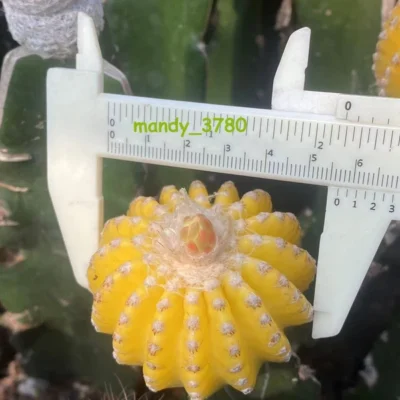 Discocactus horstii variegated succculents cactus Garden Décor Boutique 4-6cm