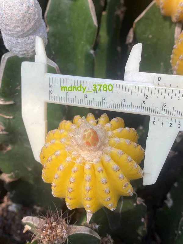 Discocactus horstii variegated succculents cactus Garden Décor Boutique 4-6cm