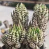 RareSucculent Plant Haworthia reinwardtii var. arachibaldiae Garden Décor Boutiq