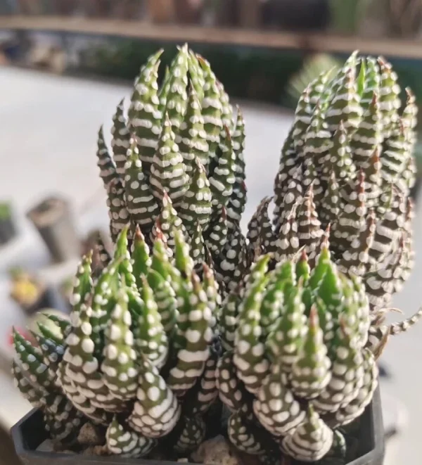 RareSucculent Plant Haworthia reinwardtii var. arachibaldiae Garden Décor Boutiq