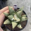 8.3CMAriocarpus Retusus cactus Succulent Plant Ariocarpus seedgrowth WYSIWYG 058