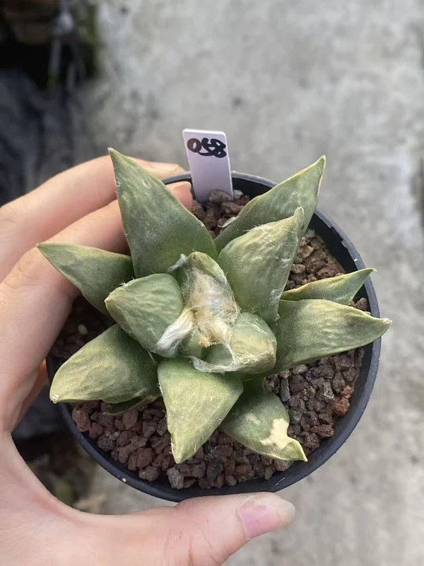 8.3CMAriocarpus Retusus cactus Succulent Plant Ariocarpus seedgrowth WYSIWYG 058