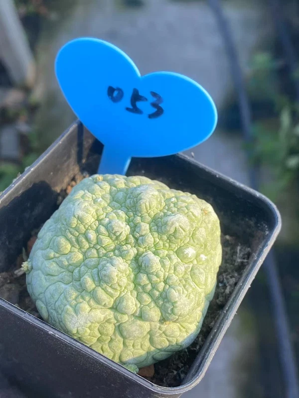 Pseudolithos migiurtinus Succulent cactus Garden flowering Plants WYSIWYG 053#