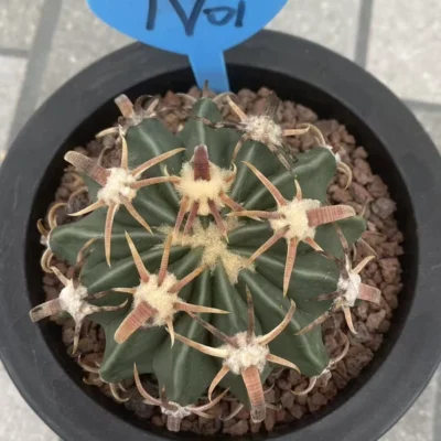 RareSucculent Plant Echinocactus texensis SeedGrowth Cactus WYSIWYG 01