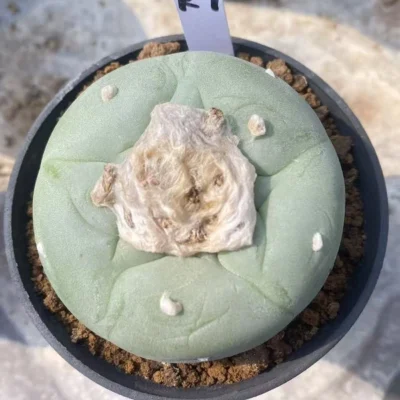 ‘Godzilla’ Hybird Cactus LF beautiful succulentplant seedgrowth WYSIWYG K7