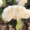 RareSucculent Plant Espostoa lanata Cristata Random Boutique 8-10CM